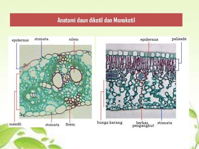 Gambar Perbedaan Struktur Daun Dikotil  Dan Monokotil