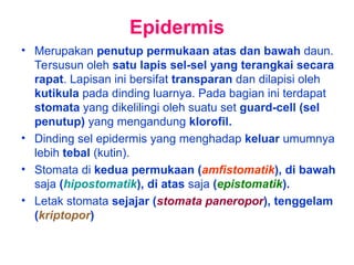 Epidermis
• Merupakan penutup permukaan atas dan bawah daun.
Tersusun oleh satu lapis sel-sel yang terangkai secara
rapat. Lapisan ini bersifat transparan dan dilapisi oleh
kutikula pada dinding luarnya. Pada bagian ini terdapat
stomata yang dikelilingi oleh suatu set guard-cell (sel
penutup) yang mengandung klorofil.
• Dinding sel epidermis yang menghadap keluar umumnya
lebih tebal (kutin).
• Stomata di kedua permukaan (amfistomatik), di bawah
saja (hipostomatik), di atas saja (epistomatik).
• Letak stomata sejajar (stomata paneropor), tenggelam
(kriptopor)
 
