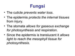 Fungsi
• The cuticle prevents water loss.
• The epidermis protects the internal tissues
from injury.
• The stomata allows for gaseous exchange
for photosynthesis and respiration.
• Since the epidermis is translucent it allows
light to reach the mesophyll tissue for
photosynthesis.
 