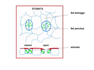 Sel tetangga
Sel penutup
stomata
 