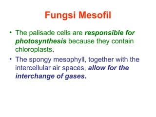 Fungsi Mesofil
• The palisade cells are responsible for
photosynthesis because they contain
chloroplasts.
• The spongy mesophyll, together with the
intercellular air spaces, allow for the
interchange of gases.
 