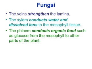 Fungsi
• The veins strengthen the lamina.
• The xylem conducts water and
dissolved ions to the mesophyll tissue.
• The phloem conducts organic food such
as glucose from the mesophyll to other
parts of the plant.
 
