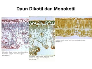 Daun Dikotil dan Monokotil
 