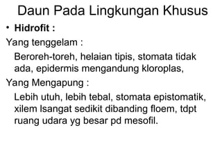 Daun Pada Lingkungan Khusus
• Hidrofit :
Yang tenggelam :
Beroreh-toreh, helaian tipis, stomata tidak
ada, epidermis mengandung kloroplas,
Yang Mengapung :
Lebih utuh, lebih tebal, stomata epistomatik,
xilem lsangat sedikit dibanding floem, tdpt
ruang udara yg besar pd mesofil.
 