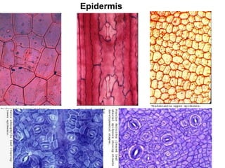 Epidermis
 