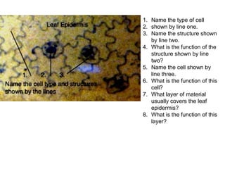 1. Name the type of cell
2. shown by line one.
3. Name the structure shown
by line two.
4. What is the function of the
structure shown by line
two?
5. Name the cell shown by
line three.
6. What is the function of this
cell?
7. What layer of material
usually covers the leaf
epidermis?
8. What is the function of this
layer?
 