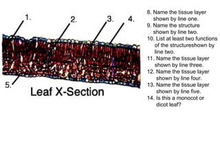 8. Name the tissue layer
shown by line one.
9. Name the structure
shown by line two.
10. List at least two functions
of the structureshown by
line two.
11. Name the tissue layer
shown by line three.
12. Name the tissue layer
shown by line four.
13. Name the tissue layer
shown by line five.
14. Is this a monocot or
dicot leaf?
 