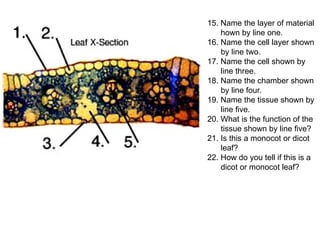 15. Name the layer of material
hown by line one.
16. Name the cell layer shown
by line two.
17. Name the cell shown by
line three.
18. Name the chamber shown
by line four.
19. Name the tissue shown by
line five.
20. What is the function of the
tissue shown by line five?
21. Is this a monocot or dicot
leaf?
22. How do you tell if this is a
dicot or monocot leaf?
 