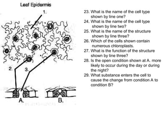 23. What is the name of the cell type
shown by line one?
24. What is the name of the cell type
shown by line two?
25. What is the name of the structure
shown by line three?
26. Which of the cells shown contain
numerous chloroplasts.
27. What is the function of the structure
shown by line three?
28. Is the open condition shown at A. more
likely to occur during the day or during
the night?
29. What substance enters the cell to
cause the change from condition A to
condition B?
 