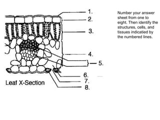 Number your answer
sheet from one to
eight. Then identify the
structures, cells, and
tissues indicatied by
the numbered lines.
 