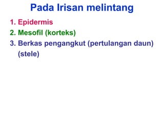 Pada Irisan melintang
1. Epidermis
2. Mesofil (korteks)
3. Berkas pengangkut (pertulangan daun)
(stele)
 