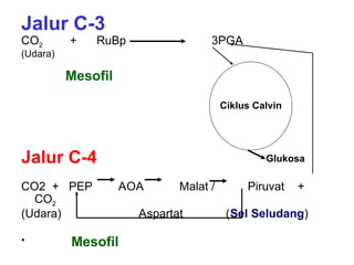 Jalur C-3
CO2 + RuBp 3PGA
(Udara)
Jalur C-4
CO2 + PEP AOA Malat / Piruvat +
CO2
(Udara) Aspartat (Sel Seludang)
•
Ciklus Calvin
Mesofil
Mesofil
Glukosa
 