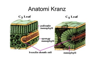 Anatomi Kranz
 