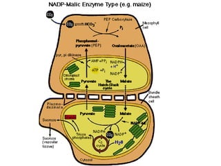 anfistum terkait daun,,,,,,,,,,,,,,,,,,,