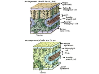 anfistum terkait daun,,,,,,,,,,,,,,,,,,,