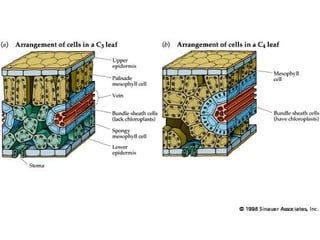 anfistum terkait daun,,,,,,,,,,,,,,,,,,,