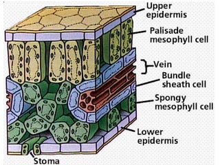 anfistum terkait daun,,,,,,,,,,,,,,,,,,,