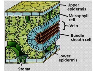 anfistum terkait daun,,,,,,,,,,,,,,,,,,,