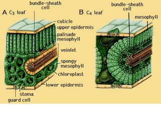 anfistum terkait daun,,,,,,,,,,,,,,,,,,,