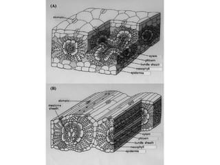 anfistum terkait daun,,,,,,,,,,,,,,,,,,,