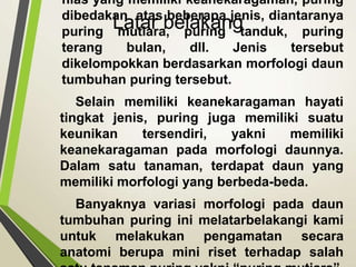 Anatomi daun puring mutiara | PPTX