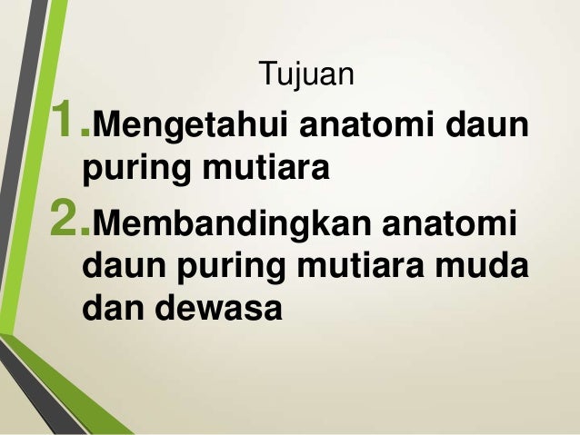 Anatomi daun  puring mutiara