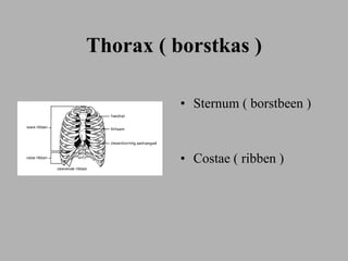 Anatomie | PPT