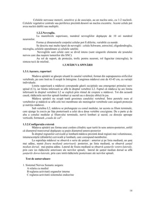 Celulele nervoase motorii, senzitive şi de asocia ie, au un nucleu unic, cu 1-2 nucleoli.
Celulele vegetative centrale sau periferice prezintă deseori un nucleu excentric. Aceste celule pot
avea nucleii dublii sau multiplii.
1.2.2.Nevroglia.
La mamiferele superioare, numărul nevrogliilor depăşeşte de 10 ori numărul
neuronilor.
Forma şi dimensiunile corpului celular pot fi diferite, variabile ca număr.
Se descriu mai multe tipuri de nevroglii : celula Schwann, astrocitul, oligodendroglia,
microglia, celulele ependimare şi celulele satelite.
Nevrogliile sunt celule care se divid intens (sunt singurele elemente ale esutului
nervos care dau naştere tumorilor din SNC).
Au rol de suport, de protec ie, trofic pentru neuroni, rol fagocitar (microglia), în
sinteza tecii de mielină .
1.3.MĂDUVA SPINĂRII
1.3.1.Aşezare, raporturi
Maduva spinării se găseşte situată în canalul vertebral, format din suprapunerea orificiilor
vertebrale, pe care însă nu îl ocupă în întregime. Lungimea măduvei este de 43-45 cm, cu varia ii
individuale.
Limita superioară a măduvei corespunde găurii occipitale sau emergen ei primului nerv
spinal (C1), iar limita inferioară se află în dreptul vertebrei L2. Faptul că măduva îşi are limita
inferioară în dreptul vertebrei L2 se explică prin ritmul de creştere a măduvei. Tot din această
cauză, rădăcinile nervilor spinali lombari şi sacrali au o direc ie oblică în jos.
Măduva spinării nu ocupă toată grosimea canalului vertebral. Între peretele osos al
vertebrelor şi măduvă se află cele trei membrane ale meningelor vertebrale care asigură protec ia
şi nutri ia măduvei.
Sub vertebra L2, măduva se prelungeşte cu conul medular, iar acesta cu filum terminale,
care ajunge la coccis pe fa a posterioară a celei de-a doua vertebre coccigiene. De o parte şi de
alta a conului medular şi filum-ului terminale, nervii lombari şi sacral, cu direc ie aproape
verticală, formează „coada de cal”.
1.3.2.Configura ia externă
Măduva spinării are forma unui cordon cilindric uşor turtit în sens antero-posterior, astfel
că diametrul transversal depăşeşte cu pu in diametrul antero-posterior
În dreptul regiunilor cervicală şi lombară măduva prezintă două regiuni mai voluminoase,
intumescen ele (dilatările) cervicală şi lombară, care corespund membrelor.
La suprafa a măduvei se observă o serie de şan uri : anterior şi pe linia mediană, un şan
mai adânc, numit fisura mediană anterioară; posterior, pe linia mediană, se observă şan ul
median dorsal, mai pu ina adânc. Lateral de fisura mediană se observă şan urile ventro-laterale,
prin care ies rădăcinile anterioare ale nervilor spinali; lateral de şan ul median dorsal se află
şan urile dorso-laterale, prin care intră rădăcinile posterioare ale nervilor spinali.
Test de autoevaluare
1. Sistemul Nervos Somatic asigura:
A relatia cu mediul
B reglarea activitatii organelor interne
C reglarea activitatii sistemului endocrine

14

 