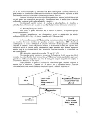 din axonii nucleilor supraoptici şi paraventriculari. Prin aceste legături vasculare şi nervoase şi
prin produşii de neurosecre ie, hipotalamusul controlează şi reglează secre ia hipofizei, iar prin
intermediul acesteia, coordonează activitatea întregului sistem endocrin.
Controlul hipotalamic se realizează prin intermediul unor hormoni produşi în neuronii
acestui organ, prin procesul de neurosecre ie. Hipotalamusul este, în acelaşi timp, şi glanda
endocrină şi centru nervos de reglare a func iilor vegetative.
Hipotalamusul secretă hormoni de inhibare a adenohipofizei, de stimulare a
adenohipofizei şi hormonii care se depun în neurohipofiză ( ocitocina si hormonul antidiuretic)
2.1. Adenohipofiza (lobul anterior)
Este situată în partea anterioară, dar se întinde şi posterior, înconjurând aproape
complet neurohipofiza.
Hormonii adenohipofizei sunt glandulotropi, având ca organe- intă alte glande
endocrine (ACTH, TSH, FSL, LH) şi non- glandulotropi (STH, prolactina).
(1)Hormonul somatotrop (STH), denumit şi hormon de creştere, stimulează, împreună
cu insulina, hormonii tiroidieni şi gonadici, creşterea organismului. STH stimulează
condrogeneza la nivelul cartilajelor de creştere metafizare (diafizoepifizare), determinând
creşterea în lungime a oaselor. Majoritatea efectelor STH se exercită indirect prin ac iunea unui
sistem de factori de creştere numi i somatomedine. După pubertate, STH produce îngroşarea
oaselor lungi şi dezvoltarea oaselor late. Stimulează creşterea muşchilor şi a viscerelor, cu
excep ia creierului.
STH determină o reten ie de compuşi ai CA, Na, K, P şi N.
Hipersecre ia acestui hormon are consecin e (în func ie de vârstă) asupra dezvoltării
somatice şi a metabolismlui. Dacă hipersecre ia de STH survine înainte de pubertate, se produce
gigantismul. Individul atinge talia de peste 2 metri, prin creştere exagerată în lungime a
extremită ilor. Intelectul nu este afectat.
După pubertate, se produce acromegalia, caracterizată prin creşterea exagerată a
oaselor fe ei, a mandibulei, a oaselor late, în general, dar şi îngroşarea buzelor, creşterea
viscerelor (inimă, ficat, rinichi, limbă) şi alungirea exagerată a mâinilor şi picioarelor.
STH

Ficat

esut adipos
Lipoliză
Eliberare de acizi
graşi

Majoritatea esuturilor
Scădere utilizării de
glucoză

Somatomedine

Cartilaj şi os

Muşchi
şi alte organe
Sinteză proteică
Creştere

16

 