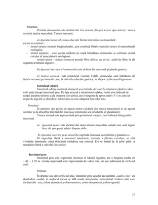 Structura
Peretele stomacului este alcătuit din trei straturi (dinspre extern spre intern) : tunica
seroasă, tunica musculară. Tunica mucoasă.
a) Aparatul motor al stomacului este format din tunica sa musculară ;
ea are trei straturi :
- stratul extern (stratum longitudinale), acre continuă fibrele stratului extern al musculaturii
esofagului.
- stratul mijlociu – este aşezat uniform pe toată întinderea stomacului şi continuă stratul
circular al musculaturii esofagiene.
stratul intern – numai stomacul posedă fibre oblice; nu există astfel de fibre în alt
segment al tubului digestiv.
b) Aparatul secretor al stomacului este alcătuit din mucoasă şi glande gastrice.
c) Tunica seroasă este peritoneul visceral. Fe ele stomacului sunt îmbrăcate de
foi ele seroasei peritoneale care, la nivelul curburilor gastrice, se alipesc şi formează ligamente.
Intestinul sub ire
Intestinul sub ire continuă stomacul şi se întinde de la orificiul piloric până la vulva
coli, unde începe intestinul gros. Pe fa a externă a intestinului sub ire, limita este indicată de
şan ul duodeno-piloric şi de incizura ileo-colică; are o lungime de aproximativ 5 ½ m; este un
organ de digestie şi absorb ie; arhitectura sa este adaptată func iilor sale.
Structura
În peretele său găsim un aparat motor (alcătuit din tunica musculară) şi un aparat
secretor şi de absorb ie (format din mucoasa intestinului cu structurile ei glandulare).
Tunica seroasă este reprezentată prin peritoneul visceral, care îmbracă întreg tubul
intestinal.
a) Aparatul motor este alcătuit din două straturi musculare netede care sunt legate
între ele prin pun i sub iri dispuse oblic.
b) Aparatul secretor şi de absorb ie cuprinde mucoasa cu epiteliul şi glandele ei.
Pe suprafa a liberă a mucoasei intestinale, inclusiv a plicilor circulare, se află
vilozită i intestinale (mici ridicături cilindrice sau conice). Ele se întind de la pilor până la
marginea liberă a valvulei ileo-colice.

Intestinul gros
Intestinul gros este segmentul terminal al tubului digestiv; are o lungime medie de
1,40 – 1,70 m. Limita superioară este reprezentată de vulva coli, iar cea inferioară de orificiul
anal.
Por iuni
În drumul său spre orificiul anal, intestinul gros descrie aşa numitul „cadru colic” cu
deschidere caudal, în mijlocul căruia se află ansele intestinului mezenterial. Cadrul colic este
alcătuit din : cec, colon ascendent, colon transvers, colon descendent, colon sigmoid.

25

 