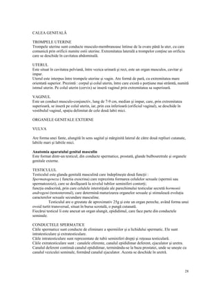 CALEA GENITALĂ
TROMPELE UTERINE
Trompele uterine sunt conducte musculo-membranoase întinse de la ovare până la uter, cu care
comunică prin orificii numite ostii uterine. Extremitatea laterală a trompelor con ine un orificiu
care se deschide în cavitatea abdominală.
UTERUL
Este situat în cavitatea pelviană, între vezica urinară şi rect, este un organ musculos, cavitar şi
impar.
Uterul este interpus între trompele uterine şi vagin. Are formă de pară, cu extremitatea mare
orientată superior. Prezintă : corpul şi colul uterin, între care există o por iune mai strâmtă, numită
istmul uterin. Pe colul uterin (cervix) se inseră vaginul prin extremitatea sa superioară.
VAGINUL
Este un conduct musculo-conjunctiv, lung de 7-9 cm, median şi impar, care, prin extremitatea
superioară, se inseră pe colul uterin, iar, prin cea inferioară (orificiul vaginal), se deschide în
vestibulul vaginal, spa iu delimitat de cele două labii mici.
ORGANELE GENITALE EXTERNE
VULVA
Are forma unei fante, alungită în sens sagital şi mărginită lateral de către două repliuri cutanate,
labiile mari şi labiile mici.
Anatomia aparatului genital masculin
Este format dintr-un testicul, din conducte spermatice, prostată, glande bulbouretrale şi organele
genitale externe.
TESTICULUL
Testiculul este glanda genitală masculină care îndeplineşte două func ii :
Spermatogeneza ( functia exocrina) care reprezinta formarea celulelor sexuale (spermii sau
spermatozoizi), care se desfăşoară la nivelul tubilor seminiferi contor i;
func ia endocrină, prin care celulele intersti iale ale parechimului testicular secretă hormonii
androgeni (testosteronul), care determină maturizarea organelor sexuale şi stimulează evolu ia
caracterelor sexuale secundare masculine.
Testiculul are o greutate de aproximativ 25g şi este un organ pereche, având forma unui
ovoid turtit transversal, situat în bursa scrotală, o pungă cutanată.
Fiecărui testicul îi este anexat un organ alungit, epididimul, care face parte din conductele
seminale.
CONDUCTELE SPERMATICE
Căile spermatice sunt conducte de eliminare a spermiilor şi a lichidului spermatic. Ele sunt
intratesticulare şi extratesticulare.
Căile intratesticulare sunt reprezentate de tubii seminiferi drep i şi re eaua testiculară.
Căile extratesticulare sunt : canalele eferente, canalul epididimar deferent, ejaculator şi uretra.
Canalul deferent continuă canalul epididimar, terminându-se la baza prostatei, unde se uneşte cu
canalul veziculei seminale, formând canalul ejaculator. Acesta se deschide în uretră.

28

 