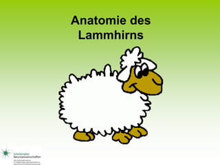 Anatomie des
Lammhirns
 