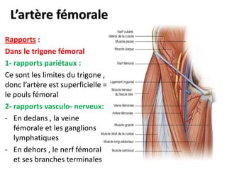 L’artère fémorale
Rapports :
Dans le trigone fémoral
1- rapports pariétaux :
Ce sont les limites du trigone ,
donc l’artère est superficielle =
le pouls fémoral
2- rapports vasculo- nerveux:
- En dedans , la veine
fémorale et les ganglions
lymphatiques
- En dehors , le nerf fémoral
et ses branches terminales
 