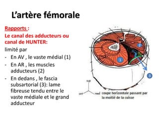 L’artère fémorale
Rapports :
Le canal des adducteurs ou
canal de HUNTER:
limité par
- En AV , le vaste médial (1)
- En AR , les muscles
adducteurs (2)
- En dedans , le fascia
subsartorial (3): lame
fibreuse tendu entre le
vaste médiale et le grand
adducteur
1
2
3
 