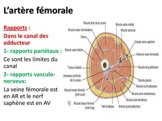 L’artère fémorale
Rapports :
Dans le canal des
adducteur
1- rapports pariétaux :
Ce sont les limites du
canal
2- rapports vasculo-
nerveux:
La veine fémorale est
en AR et le nerf
saphène est en AV
 