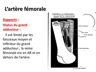 L’artère fémorale
Rapports :
Hiatus du grand
adducteur :
Il est limité par les
faisceaux moyen et
inférieur du grand
adducteur , la veine
fémorale est en AR et en
dehors de l’artère
 