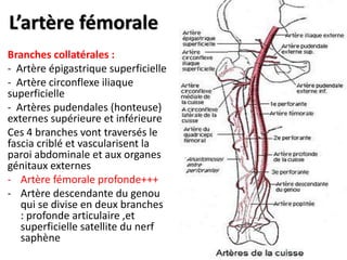 L’artère fémorale
Branches collatérales :
- Artère épigastrique superficielle
- Artère circonflexe iliaque
superficielle
- Artères pudendales (honteuse)
externes supérieure et inférieure
Ces 4 branches vont traversés le
fascia criblé et vascularisent la
paroi abdominale et aux organes
génitaux externes
- Artère fémorale profonde+++
- Artère descendante du genou
qui se divise en deux branches
: profonde articulaire ,et
superficielle satellite du nerf
saphène
 