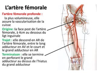 L’artère fémorale
l’artère fémorale profonde :
la plus volumineuse, elle
assure la vascularisation de la
cuisse
Origine :la face post de l’artère
fémorale, à 4cm au dessous du
ligt inguinale
Trajet : elle descend en AR de
l’artère fémorale, entre le long
adducteur en AV et le court et
le grand adducteur en AR
Terminaison : elle se termine
en perforant le grand
adducteur au dessus de l’hiatus
du grand adducteur
 