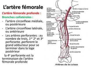 L’artère fémorale
L’artère fémorale profonde :
Branches collatérales :
- l’artère circonflexe médiale,
ou postérieure
- L’artère circonflexe latérale,
ou antérieure
- Les artères perforantes : au
nombre de trois, 1er 2e et 3e
perforante ,perforent le
grand adducteur pour se
terminer dans la loge
postérieur
la 4e perforante est la
terminaison de l’artère
fémorale profonde
 