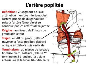 L’artère poplitée
Définition : 2e segment de l’axe
artériel du membre inférieur, c’est
l’artère principale du genou fait
suite à l’artère fémorale et se
continue par les artères de la jambe
Origine : au niveau de l’hiatus du
grand adducteur
Trajet : en AR du genou , elle
traverse la fosse poplitée d’abord
oblique en dehors puis verticale
Terminaison : au niveau de l’arcade
fibreuse du m. soléaire , elle se
termine en 2 branches :la tibiale
antérieure et le tronc tibio-fibulaire
 