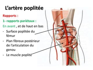 L’artère poplitée
Rapports :
1- rapports pariétaux :
En avant , et de haut en bas
- Surface poplitée du
fémur
- Plan fibreux postérieur
de l’articulation du
genou
- Le muscle poplité
 
