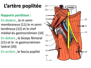 L’artère poplitée
Rapports pariétaux :
En dedans , le m semi-
membraneux (11) le m semi-
tendineux (12) et le chef
médial du gastrocnémien (10)
En dehors , le biceps fémoral
(21) et le m gastrocnémien
latéral (20)
En arrière , le fascia poplité
 
