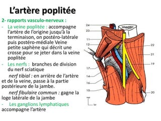 L’artère poplitée
2- rapports vasculo-nerveux :
- La veine poplitée : accompagne
l’artère de l’origine jusqu’à la
terminaison, on postéro-latérale
puis postéro-médiale Veine
petite saphène qui décrit une
crosse pour se jeter dans la veine
poplitée
- Les nerfs : branches de division
du nerf sciatique
nerf tibial : en arrière de l’artère
et de la veine, passe à la partie
postérieure de la jambe.
nerf fibulaire commun : gagne la
loge latérale de la jambe
- Les ganglions lymphatiques
accompagne l’artère
 