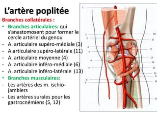 L’artère poplitée
Branches collatérales :
• Branches articulaires: qui
s’anastomosent pour former le
cercle artériel du genou
- A. articulaire supéro-médiale (3)
- A.articulaire supéro-latérale (11)
- A. articulaire moyenne (4)
- A. articulaire inféro-médiale (6)
- A. articulaire inféro-latérale (13)
• Branches musculaires:
- Les artères des m. ischio-
jambiers
- Les artères surales pour les
gastrocnémiens (5, 12)
 