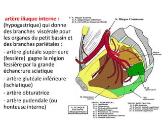 artère iliaque interne :
(hypogastrique) qui donne
des branches viscérale pour
les organes du petit bassin et
des branches pariétales :
- artère glutéale supérieure
(fessière) gagne la région
fessière par la grande
échancrure sciatique
- artère glutéale inférieure
(ischiatique)
- artère obturatrice
- artère pudendale (ou
honteuse interne)
 