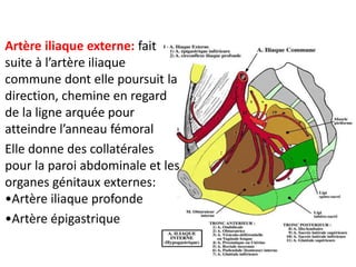 Artère iliaque externe: fait
suite à l’artère iliaque
commune dont elle poursuit la
direction, chemine en regard
de la ligne arquée pour
atteindre l’anneau fémoral
Elle donne des collatérales
pour la paroi abdominale et les
organes génitaux externes:
•Artère iliaque profonde
•Artère épigastrique
 