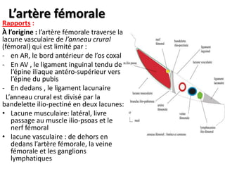 L’artère fémorale
Rapports :
À l’origine : l’artère fémorale traverse la
lacune vasculaire de l’anneau crural
(fémoral) qui est limité par :
- en AR, le bord antérieur de l’os coxal
- En AV , le ligament inguinal tendu de
l’épine iliaque antéro-supérieur vers
l’épine du pubis
- En dedans , le ligament lacunaire
L’anneau crural est divisé par la
bandelette ilio-pectiné en deux lacunes:
• Lacune musculaire: latéral, livre
passage au muscle ilio-psoas et le
nerf fémoral
• lacune vasculaire : de dehors en
dedans l’artère fémorale, la veine
fémorale et les ganglions
lymphatiques
 