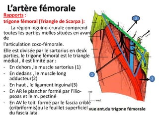 L’artère fémorale
Rapports :
trigone fémoral (Triangle de Scarpa ):
La région inguino-crurale comprend
toutes les parties molles situées en avant
de
l'articulation coxo-fémorale.
Elle est divisée par le sartorius en deux
parties, le trigone fémoral est le triangle
médial , il est limité par :
- En dehors ,le muscle sartorius (1)
- En dedans , le muscle long
adducteur(2)
- En haut , le ligament inguinal(3)
- En AR le plancher formé par l’ilio-
psoas et le m. pectiné
- En AV le toit formé par le fascia criblé
(cribriformis)ou le feuillet superficiel
du fascia lata
3
1
2
 