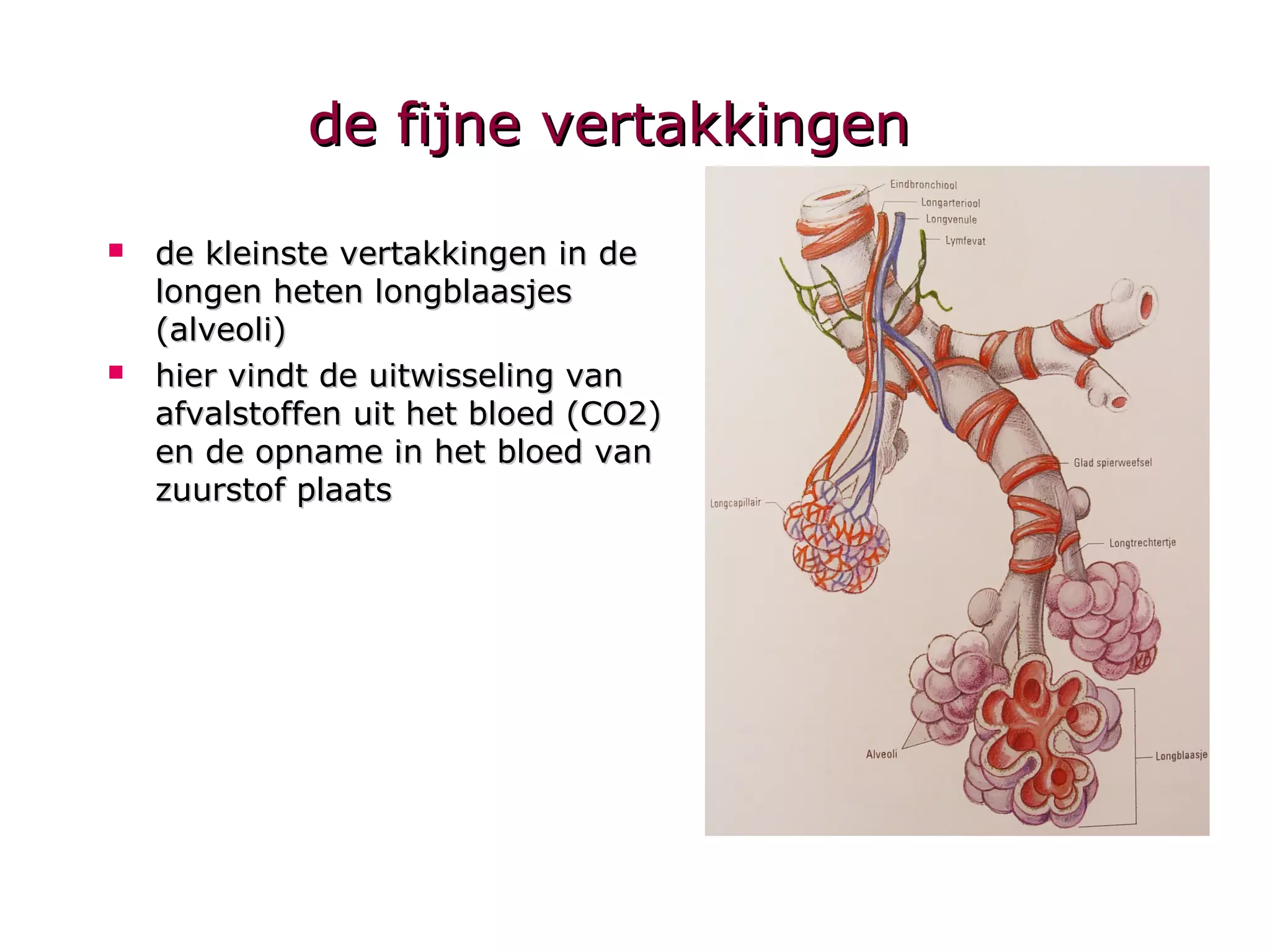 Anatomie Ademhaling PPT anatomie-ademhaling-ppt