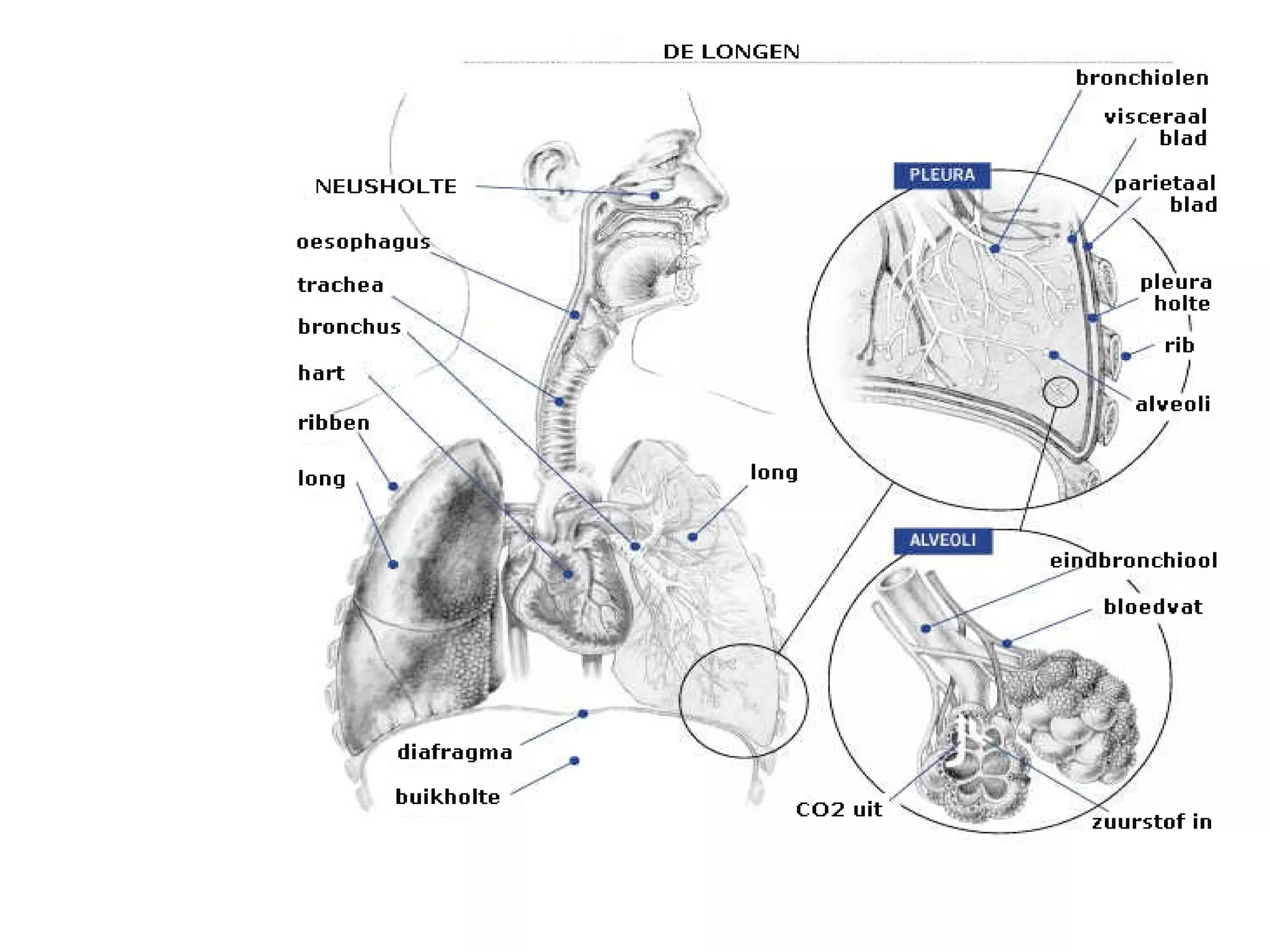 Anatomie Ademhaling | PPT